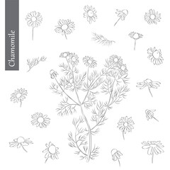 Fototapeta premium Chamomile Outline Hand drawn Vector Illustration on white backgroung