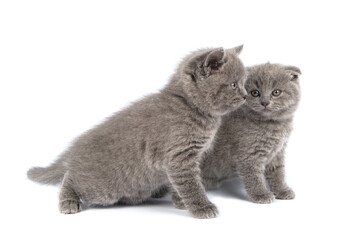 Cute grey British Shorthair cat kitten on a white background.