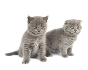 Cute grey British Shorthair cat kitten on a white background.