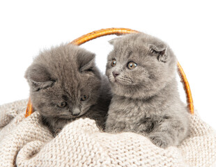Purebred British Shorthair Blue Kitten in the basket