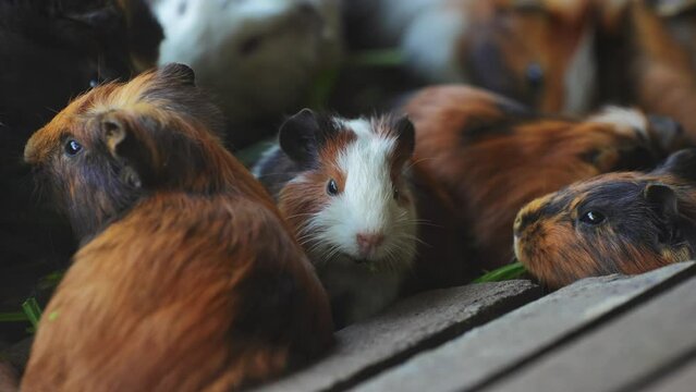 Small guinea pig eats food grass from a caged feeder. Short haired pet and abyssinian guinea pig begging for food.
