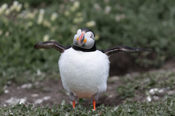 Happy Puffin
