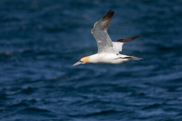 Gannet in flight