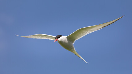 Tern in flight