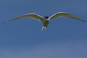 Arctic Tern in flight