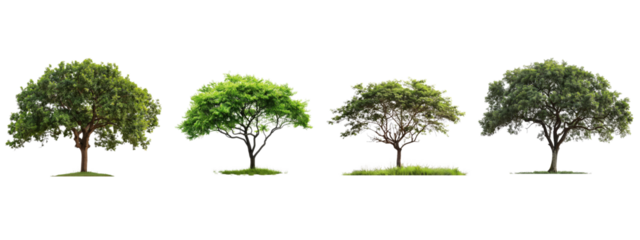 A tree isolated on white transparent background, PNG File. Perfect for clipart