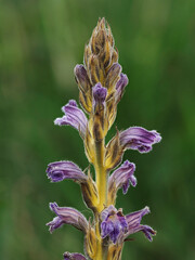 Purple Broomrape, Orobanche purpurea, rare coastal parasitic plant, Norfolk, England