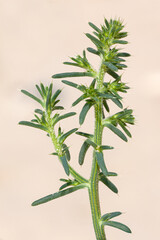 Prickly Saltwort, Salsola kali, coastal plant, Norfolk, England