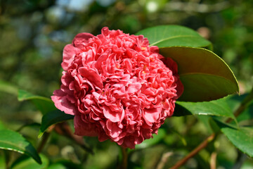 Pink camellia flower (Camellia japonica) on garden