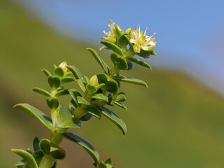Sea Sandwort, Honkenya peploides, rare coastal succulent. Norfolk. England