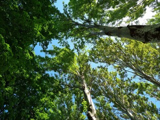 Fototapeta premium Tall poplars against the blue sky 