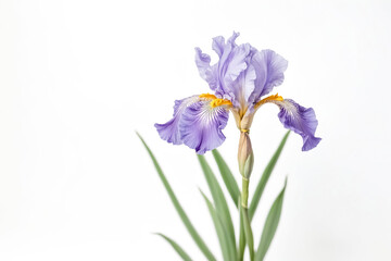Single Purple Iris Flower with White Background