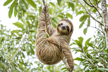 Fototapeta premium Sloth Hanging Upside Down in a Tree