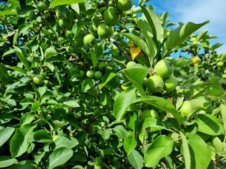 Apple tree in the garden