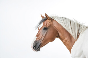 Close-up of a Palomino Horse with White Mane and Tail