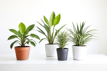 Obraz premium Four potted plants on white table