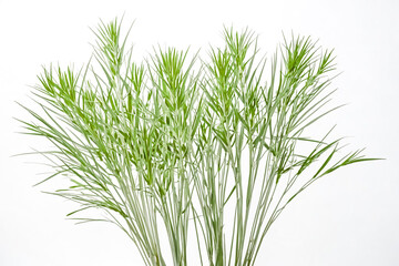 Fototapeta premium Lush Green Grass Blades Isolated on White Background