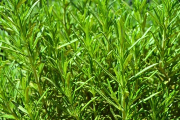 Fresh organic rosemary background