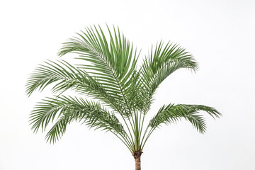 Palm Tree Leaf Isolated on White Background