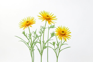 Obraz premium Three Yellow Flowers on White Background