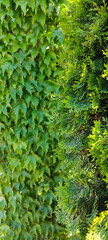Wall overgrown with lush Green tri pointed leaves of wild maiden grapes; next to it stands tree-like tui, creating an eco-style hedge.
