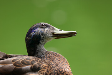 Close up mallard female duck stay at the edge on a lake..