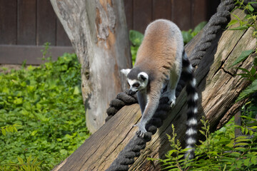 A beautiful and cute ring-tailed lemur walking up a tree.