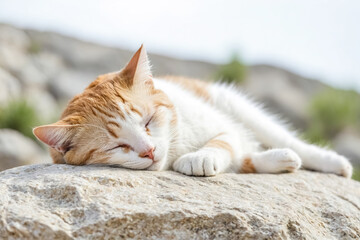 Fototapeta premium Sleeping Cat on a Rock