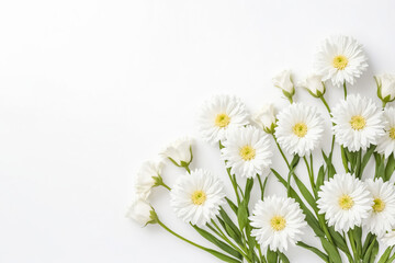 Fototapeta premium White Daisies on White Background