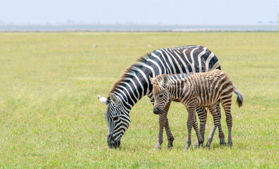 Naklejka premium Wild zebra foal