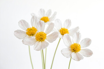 Delicate White Flowers with Yellow Centers