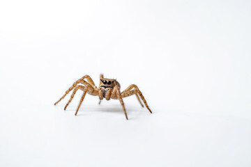 Close-up of a jumping spider on a white background