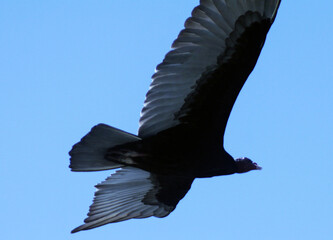 Um gigante urubu-cabeça-vermelha visitando a praia de Cordeirinho - Maricá - RJ