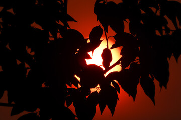 Low light Cinnamomum camphora tree