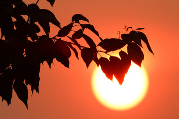 Low light Cinnamomum camphora tree