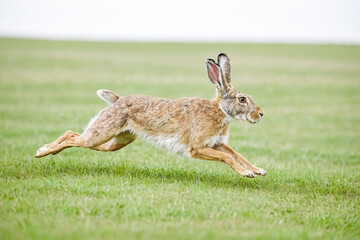 Naklejka premium Brown hare running through green field