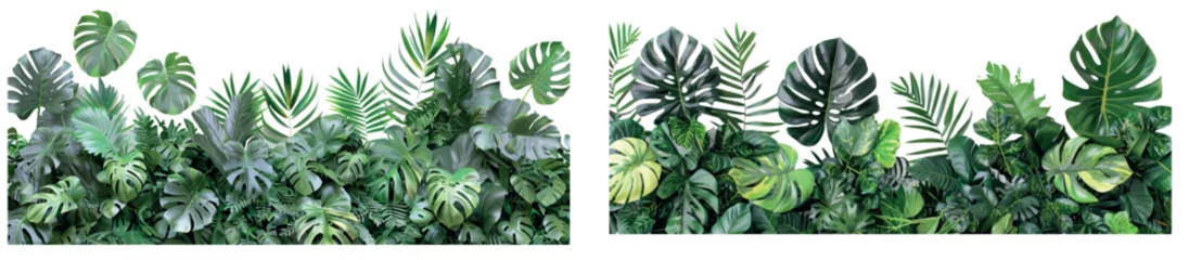 Fotobehang Transparent, cut out, or clipping path. Tropical plant bush leaves (Monstera, palm, rubber plant, pine, bird's nest fern).. © Mark