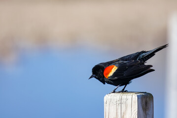 A male red-winged blackbird perches on a railing during a sunny spring morning.