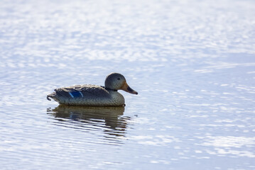 A mallard duck decoy floats on the water with small ripples.  Reflection in the water.