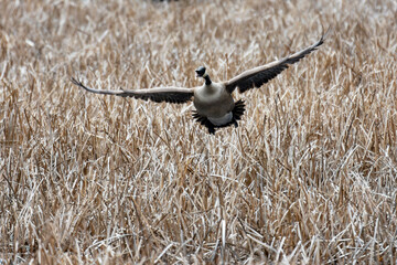 A lone male goose flies across the marsh grasses chasing away potential threats from his nesting territory.