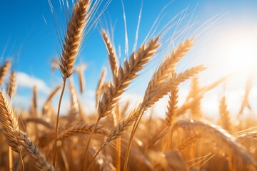 Fototapeta premium Lush golden wheat field basking in the warm glow of the sun on a beautiful summer day
