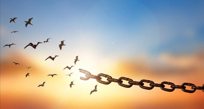 Bird flying and broken chains at sky sunset background