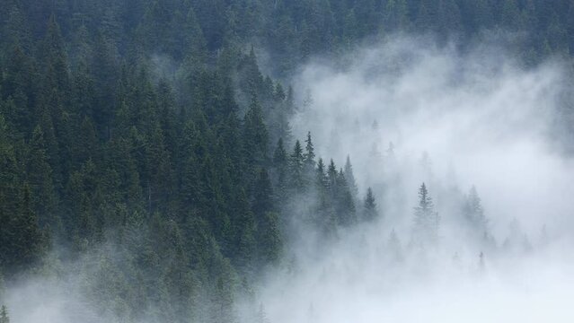Misty spruce forest with low clouds in mountains. Natural background and atmospheric weather conditions with fog