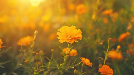 Vibrant orange marigold blossoms in a field Thriving yellow marigold garden in the morning close up