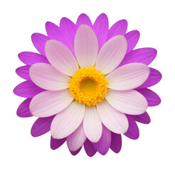 Obraz premium purple flower isolated on transparent background, extracted, png file