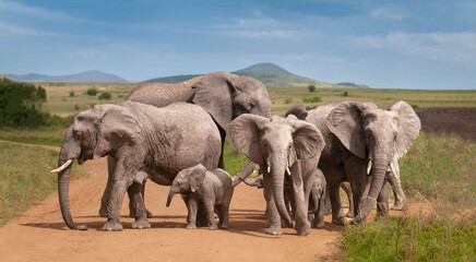 Elephant family © Sophie