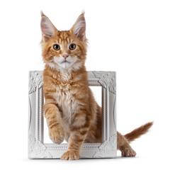 Curious red Maine Coon cat kitten, standing through white picture frame. Looking straight to...