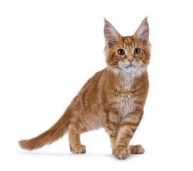 Curious red Maine Coon cat kitten, walking side ways. Looking beside camera. Isolated on a white background.