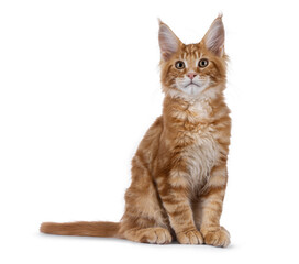 Curious red Maine Coon cat kitten, sitting up facing front. Looking beside camera. Isolated on a...