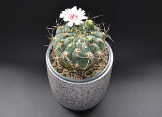 Gymnocalycium saglionis, soft pink flower